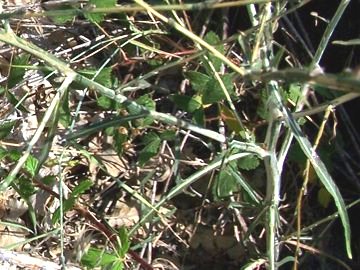 Pianta sana sull''Etna e malata a Catania- Lactuca saligna
